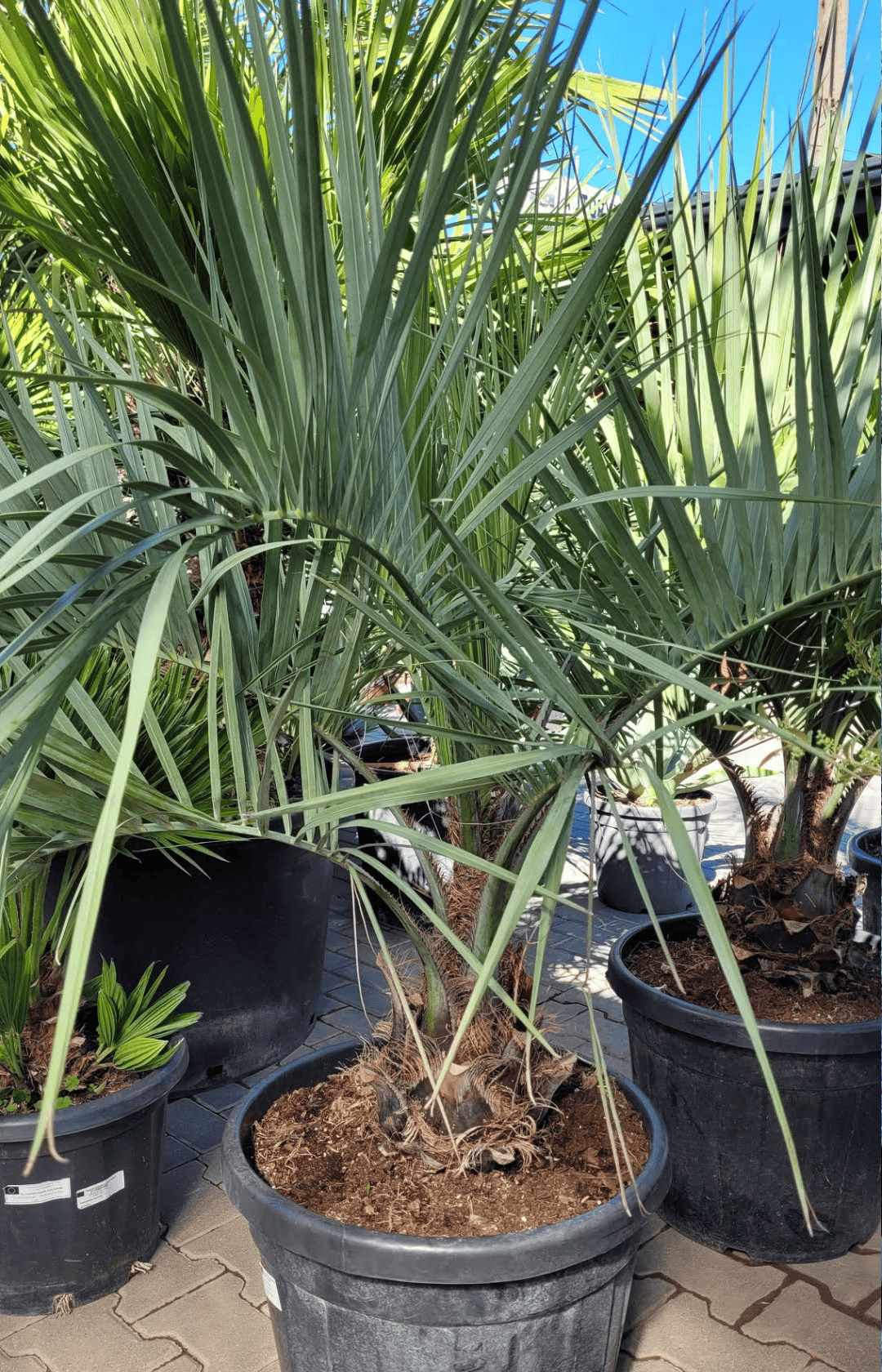 Butia Capitata